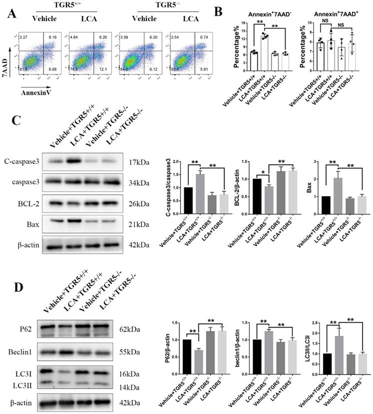 Int J Biol Sci Image