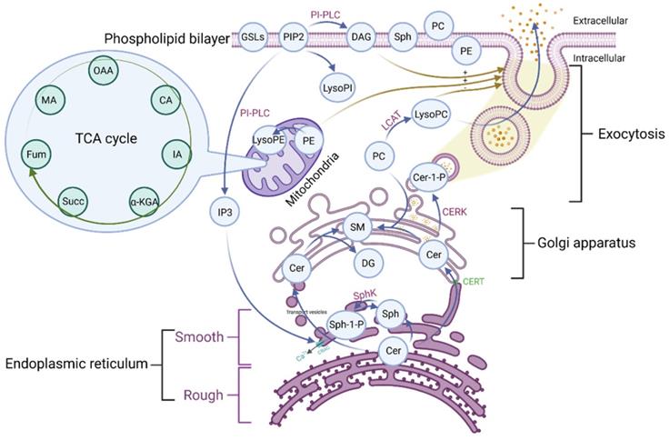 Int J Biol Sci Image