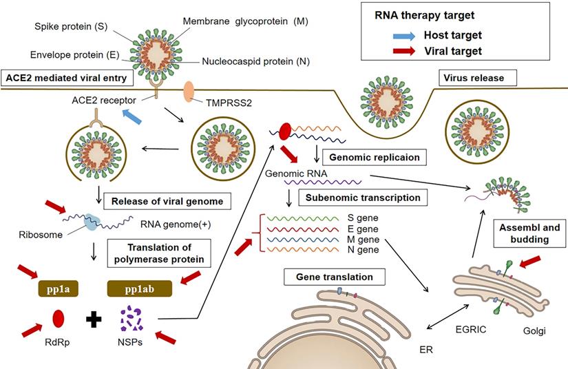 Int J Biol Sci Image