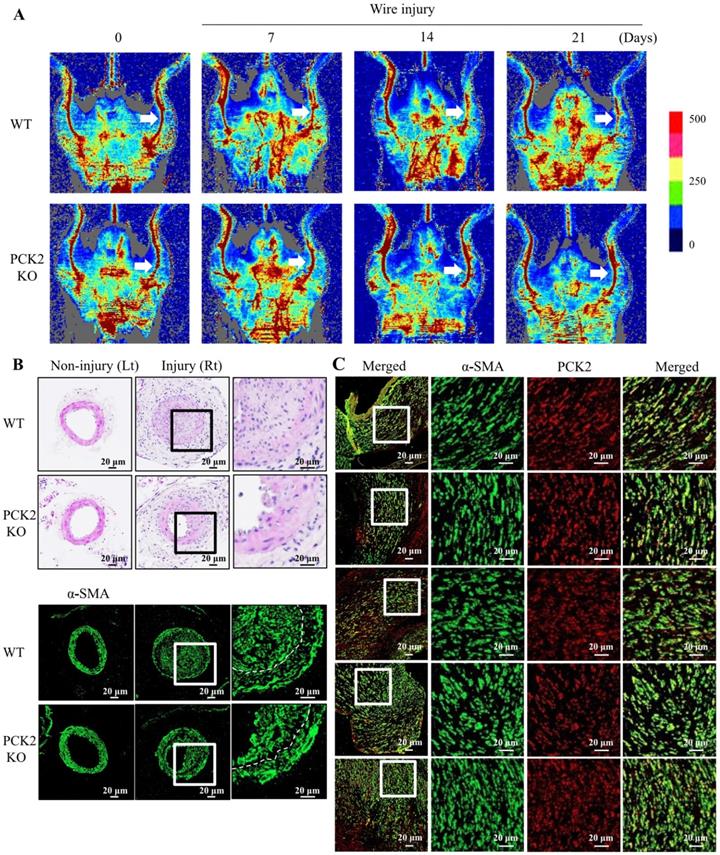 Int J Biol Sci Image
