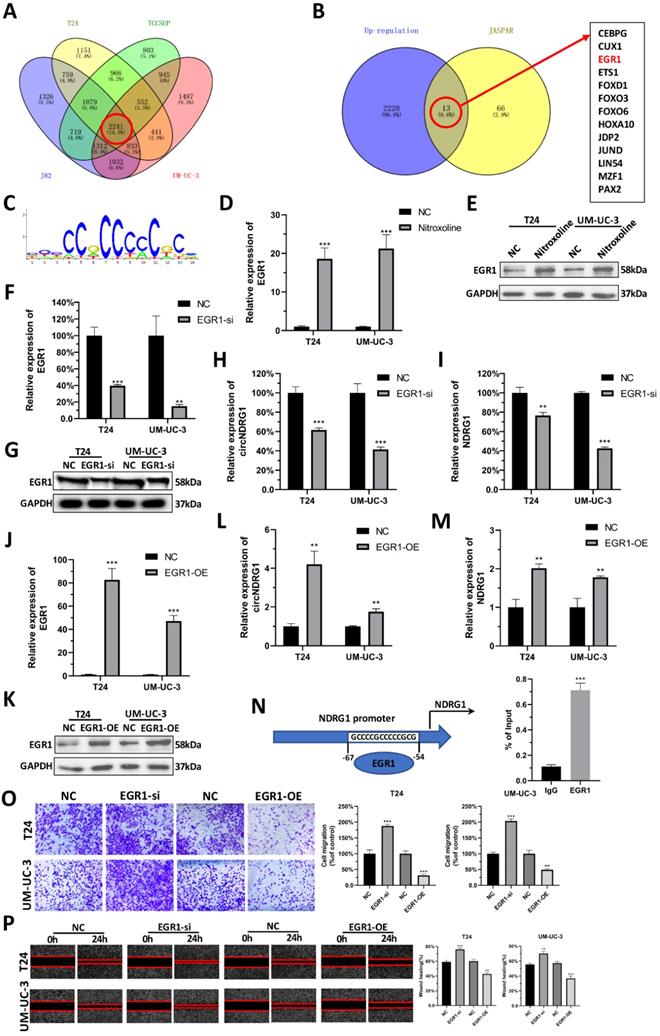 Int J Biol Sci Image