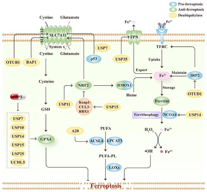 Int J Biol Sci Image