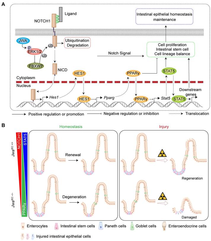 Int J Biol Sci Image