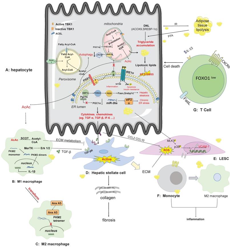 Mouse models of nonalcoholic fatty liver disease (NAFLD