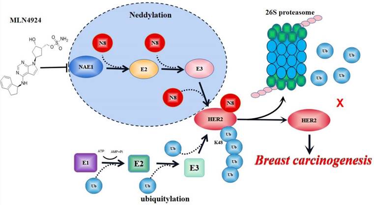 Int J Biol Sci Image