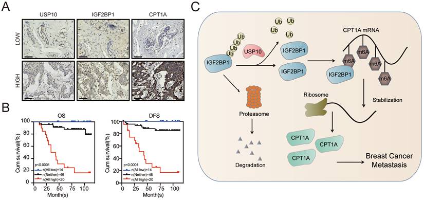 Int J Biol Sci Image