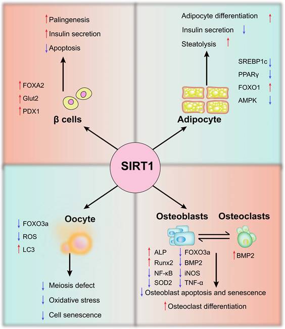 Int J Biol Sci Image