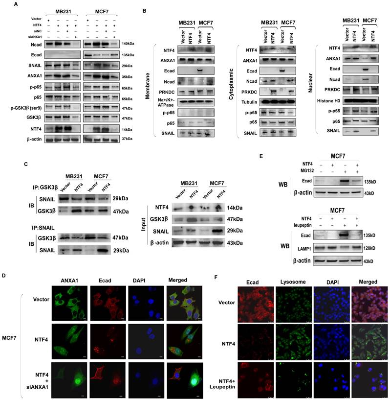 Int J Biol Sci Image