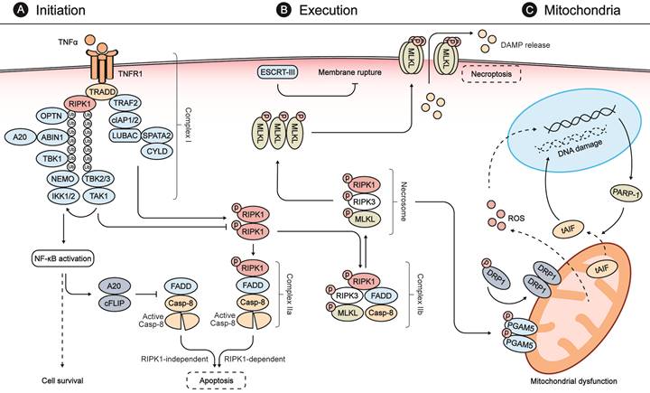 Int J Biol Sci Image