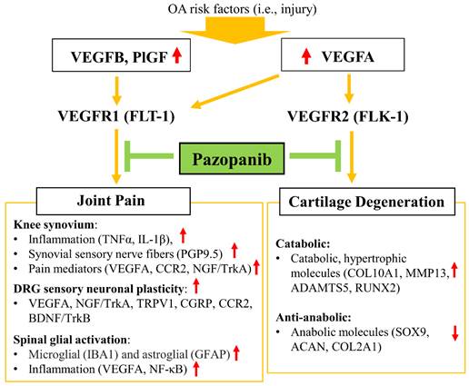 Int J Biol Sci Image