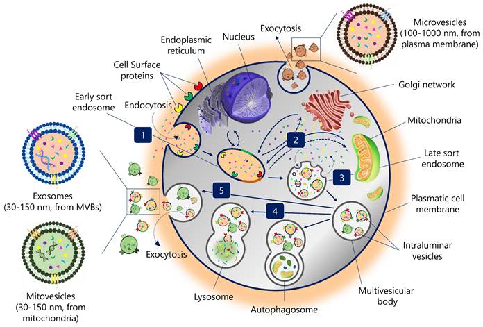 Int J Biol Sci Image