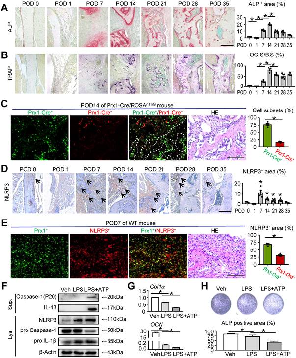 Int J Biol Sci Image