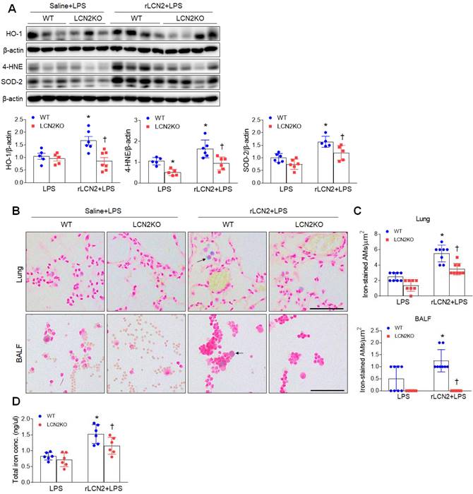 Int J Biol Sci Image