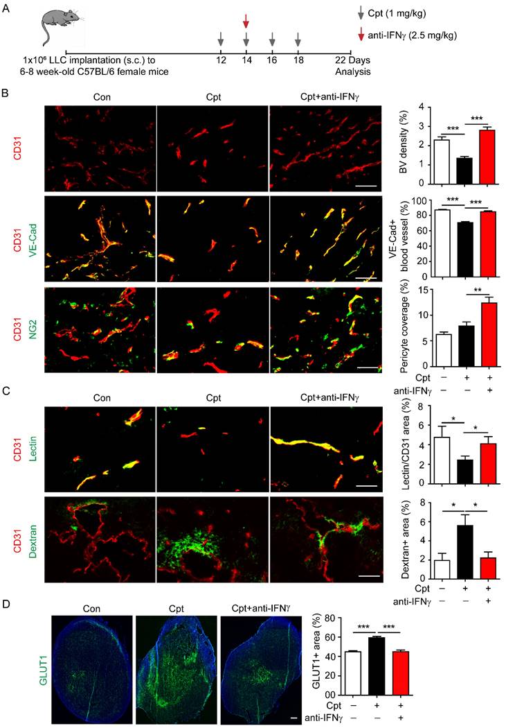 Int J Biol Sci Image