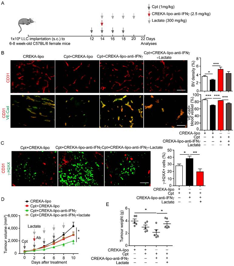 Int J Biol Sci Image