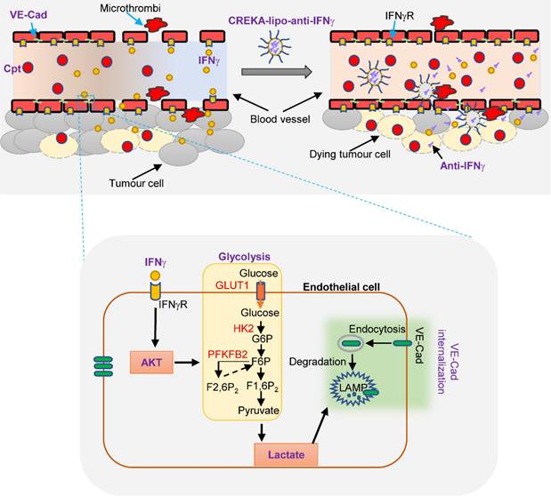 Int J Biol Sci Image