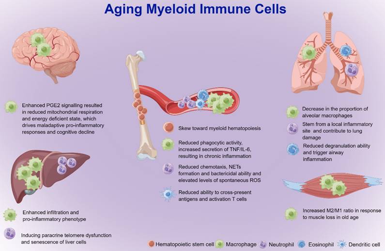 the-roles-of-myeloid-cells-in-aging-related-liver-diseases