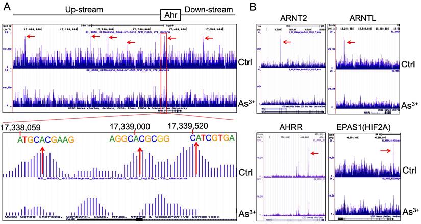 Int J Biol Sci Image