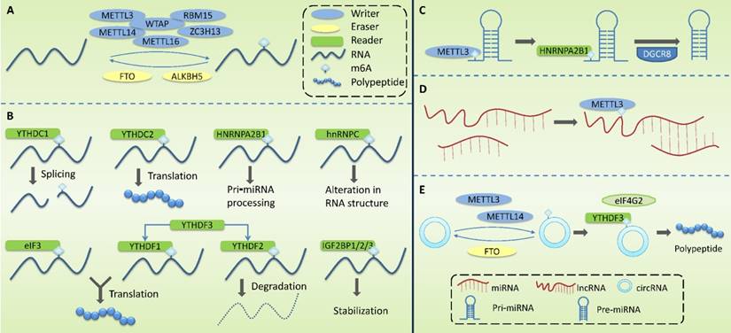 Int J Biol Sci Image