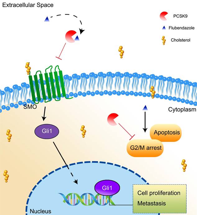 Int J Biol Sci Image