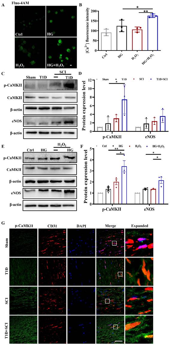 Int J Biol Sci Image