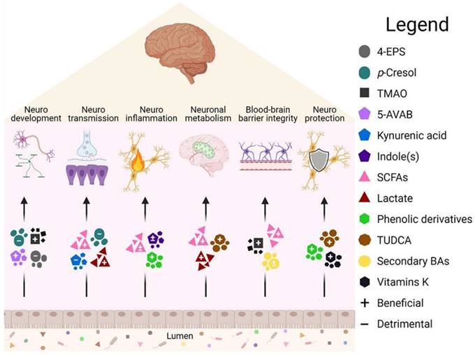 Int J Biol Sci Image
