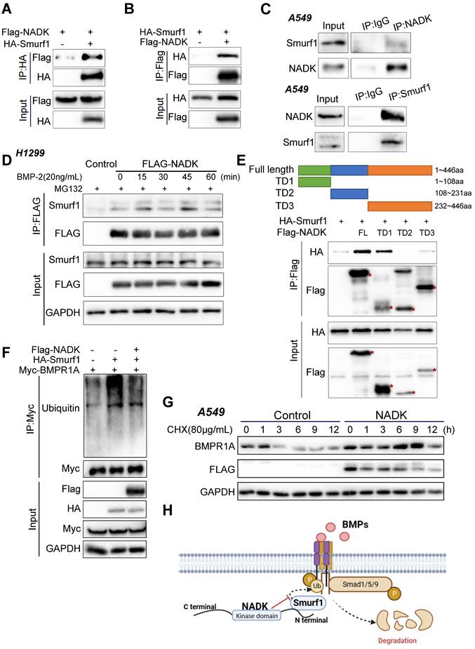 Int J Biol Sci Image