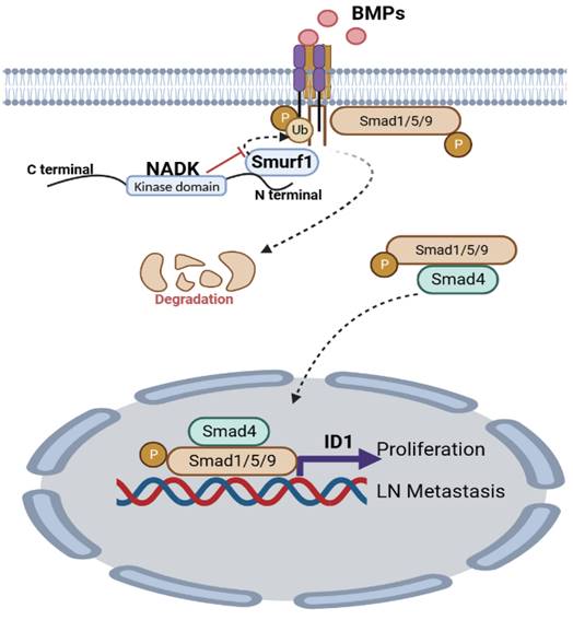 Nicotinamide Adenine Dinucleotide Kinase Promotes Lymph Node Metastasis Of Nsclc Via Activating 6503