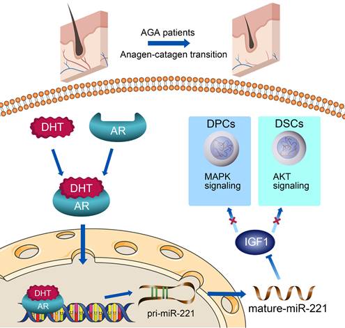 Int J Biol Sci Image