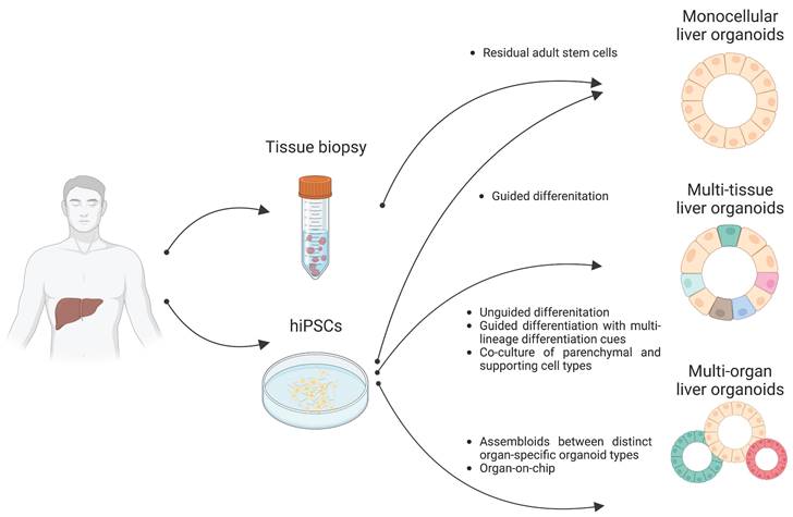 Int J Biol Sci Image