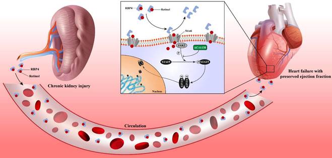 Int J Biol Sci Image