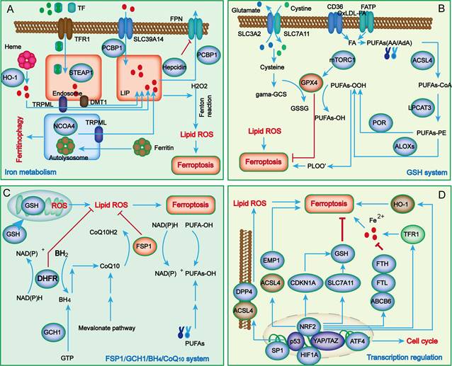 Int J Biol Sci Image