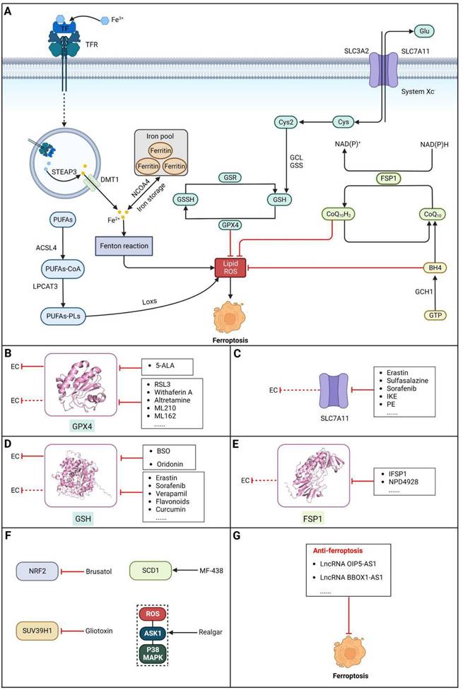 Int J Biol Sci Image