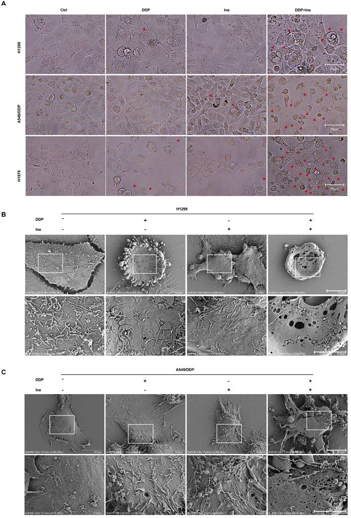 Int J Biol Sci Image