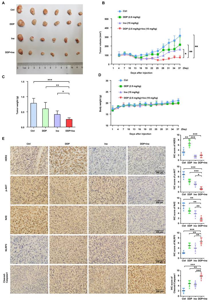 Int J Biol Sci Image