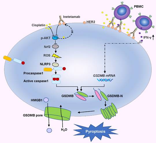 Int J Biol Sci Image