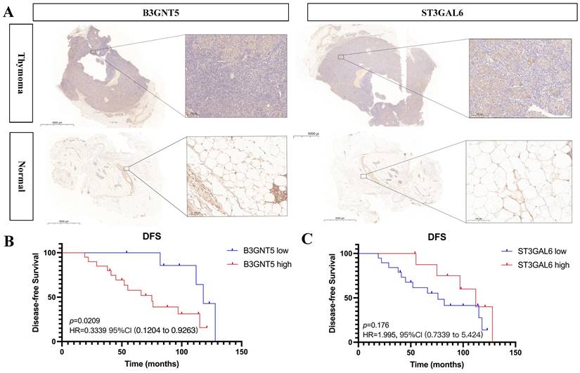 Int J Biol Sci Image