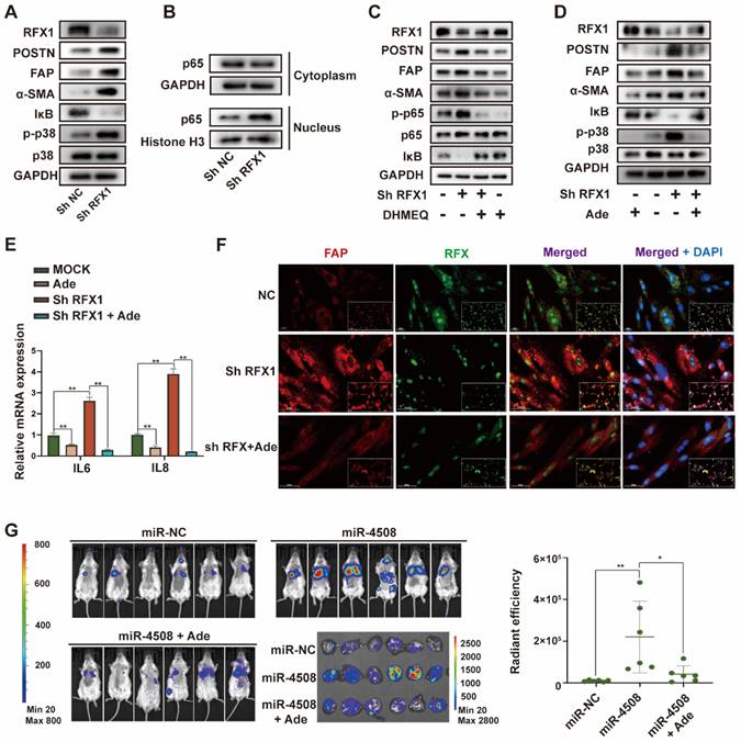 Int J Biol Sci Image
