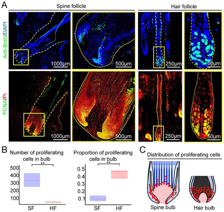 Int J Biol Sci Image