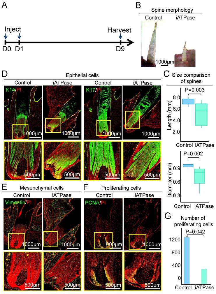 Int J Biol Sci Image