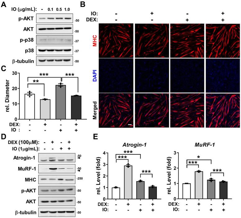Int J Biol Sci Image