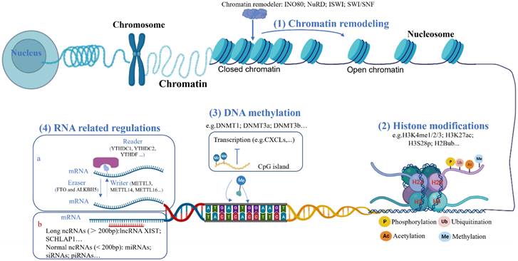 Int J Biol Sci Image