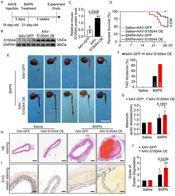 Int J Biol Sci Image