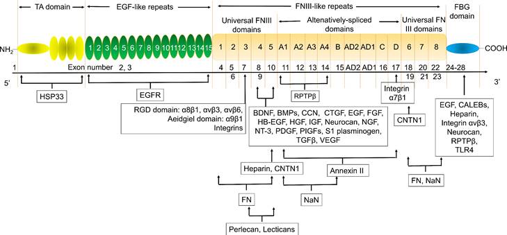 Int J Biol Sci Image