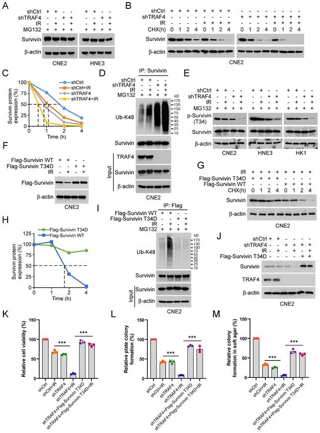 TRAF4 regulates ubiquitination-modulated survivin turnover and confers ...