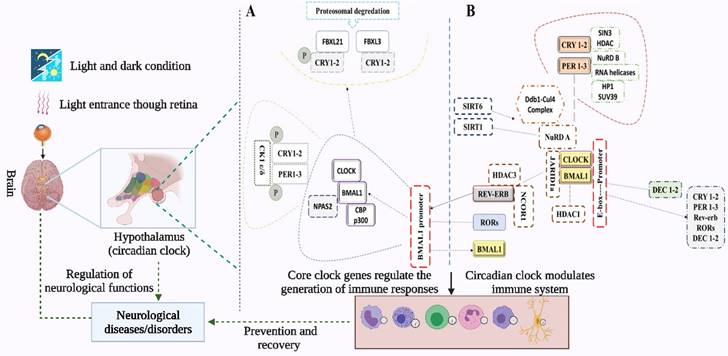 Int J Biol Sci Image