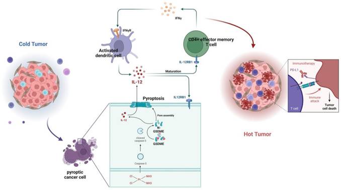 Cisplatin-induced Pyroptosis Enhances the Efficacy of PD-L1 Inhibitor ...