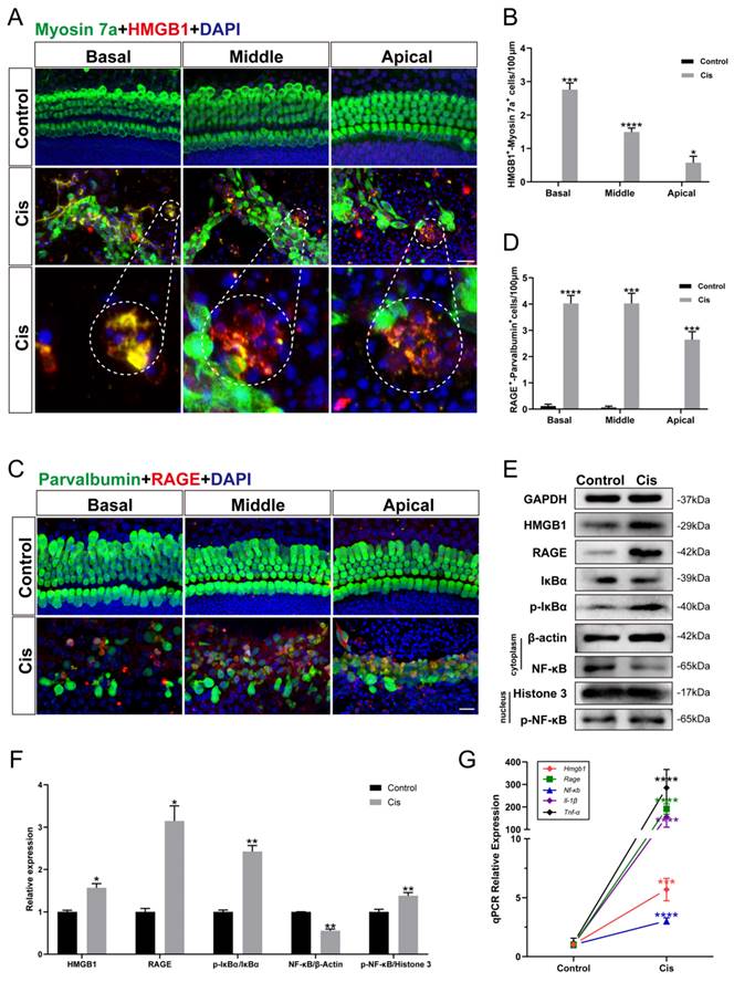 Int J Biol Sci Image