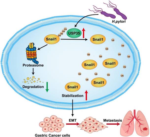 Int J Biol Sci Image