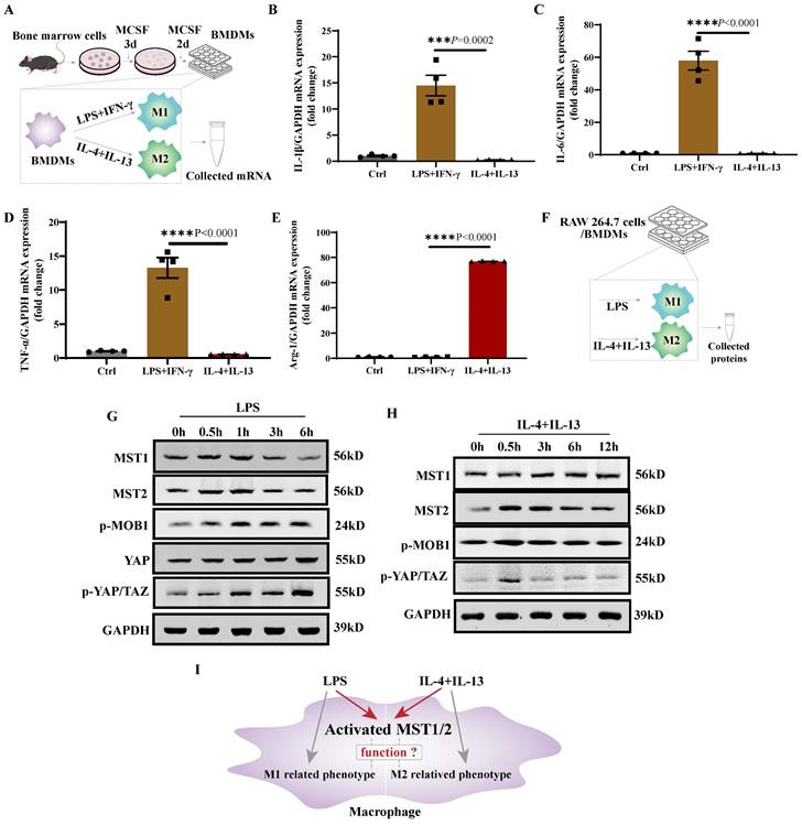 Int J Biol Sci Image